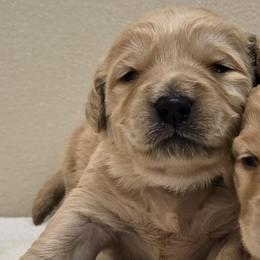 Boy 1 - Cream male Goldendoodle puppy in Milford, Michigan from Servant Kennel