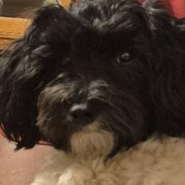 Oreo - Maltipoo
