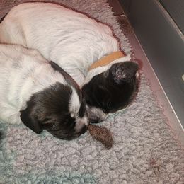 2 - Brown and gray male Wirehaired Pointing Griffon puppy in Clear Spring, Maryland from Moonshine's Wirehaired Pointing Griffons