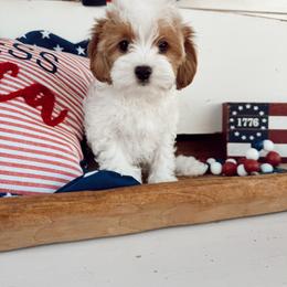 Drone - White male Cavapoo puppy in Mesa, Arizona from Pedersendoodles