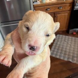 Ariel - Gold female Border Collie puppy in Lakeview, Michigan from Haven Creek Farm