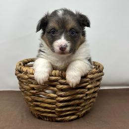 Lyra (fluffy bluie) - Black and tan female American Corgi puppy in Waco, Texas from The Comma Corgis