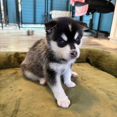 Pink collar pup - Black and white female Alaskan Klee Kai puppy in Beverly Hills, Florida from Lucky Charm Farms