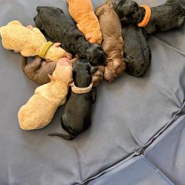 Boy 1 - Black male Poodle puppy in Fairfield, North Carolina from Leaning T Ranch