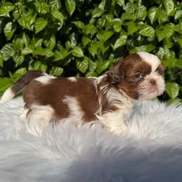 Boy3 - Black and white male Shih Tzu puppy in Covina, California from Shih_doodle_Co