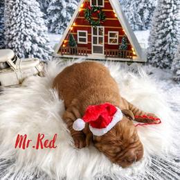 Mr. Red - Yellow male Labrador Retriever puppy in Lake City, Michigan from Loon Lake Labradors