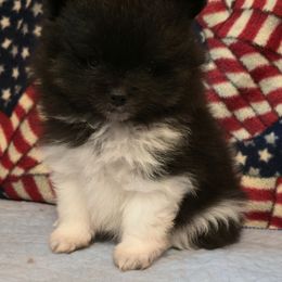 Oreo - Black parti male Pomeranian puppy in Pickton, Texas from Mandy's Precious Poms
