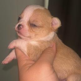 Wasabi - Merle female Chihuahua puppy in New Castle, Delaware from Sasha’s Elite Kennel LLC