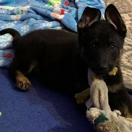 German Shepherd Puppies from Delaney Working Dogs