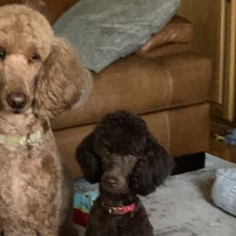 Goldendoodles from Campfire mini doodles and poodles