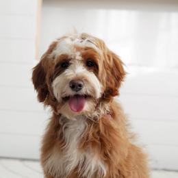 Sage - Goldendoodle