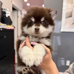 Autumn - Chocolate female Pomsky puppy in Spring Hill, Florida from Besties Paw Life