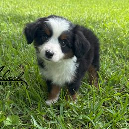 Girl 1 - female Toy Australian Shepherd puppy in Lumberton, Mississippi from Talowah Aussies