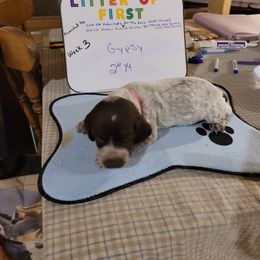 German Shorthaired Pointer Puppies from Donna Gambill