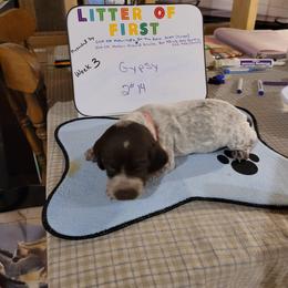 German Shorthaired Pointer Puppies from Donna Gambill