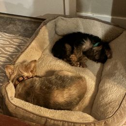 Yorkshire Terrier Puppies from Bragg’s Yorkies