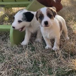 Parson Russell Terrier Puppies from Deep Creek Welsh Farm