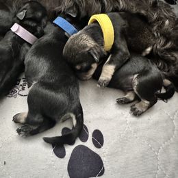 Miniature Schnauzer Puppies from Adrienne Exum