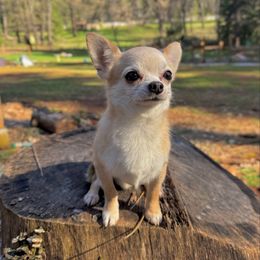 Nick - Chihuahua