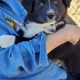 Australian Shepherd Puppies from Farmstead Aussies