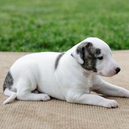 Tempe - White and red brindle female Whippet puppy in Gentry, Arkansas from Mardel Robeson of Mulberry Hollow Whippets