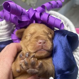 Togepi - Golden rust male Vizsla puppy in Bloomington, Indiana from Envizion