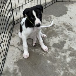 Golden Retriever and Greyhound Puppies from K and E Kennels