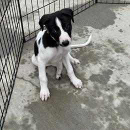 Golden Retriever and Greyhound Puppies from K and E Kennels