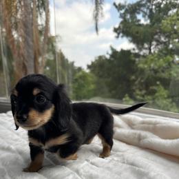 Midnight Belle - Black and cream female Dachshund puppy in San Diego, California from Enchanted little dachshunds