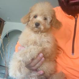 Miu Miu the apricot socialite - Apricot female Poodle puppy in Victorville, California from ItalianToyPoodles