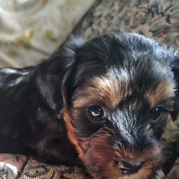 Kenobi - Tri-color male Yorkipoo puppy in Woodruff, Arizona from Desert Flower Breeders