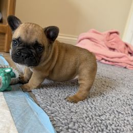 Micah - Fawn and white male French Bulldog puppy in Madison, Wisconsin from MadCity Frenchies