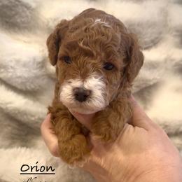 Orion - Red and white male Shihpoo puppy in Traverse City, Michigan from Riyem Wildflower Farms