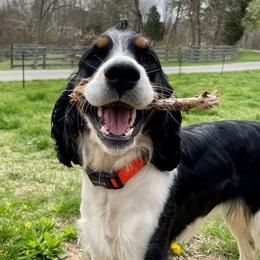 English Springer Spaniels from Sage Mountain Springers