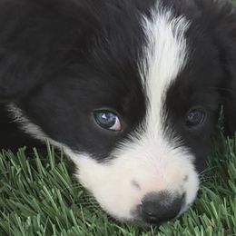 Border Collies from Camp Run A Muck