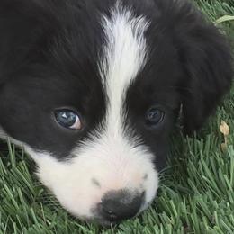 Border Collies from Camp Run A Muck
