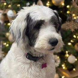 Stella - Sheepadoodle