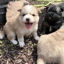 Diesel - Merle male Pomsky puppy in Doon, Iowa from Luxury Pomsky