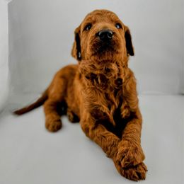 Lime Collar Male- Cool Whip - Red  male Goldendoodle puppy in Monroe, North Carolina from Doodle Darlings