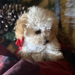 Lexus - Apricot female Poodle puppy in Taylorsville, North Carolina from SilverLining highlands and hounds