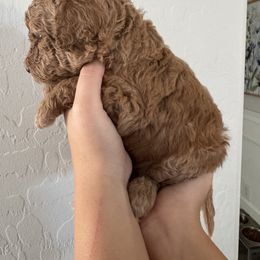 Goldendoodle Puppies from Heather's Goldendoodles