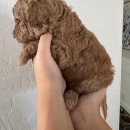 Goldendoodle Puppies from Heather's Goldendoodles