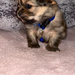 Shih Tzu Puppies from Diamond Paws LLC