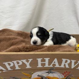 Black Silver Parti yellow collar - Parti male Miniature Schnauzer puppy in Teton County, Montana from East Front Labradors & Treasure State Schnauzers