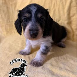 Tinker - Piebald female Dachshund puppy in Ramona, Oklahoma from Schmitt Dachshunds