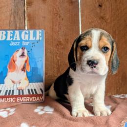 Sir Lancelot - Black tan and white male Beagle puppy in Colville, Washington from Rosehaven Homestead