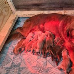 Girl 5 - Golden female Golden Retriever puppy in Mt Solon, Virginia from Emma's Golden Puppers