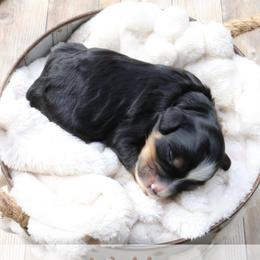 Willie - Tri-color male Bernedoodle puppy in Idaho Falls, Idaho from Idahome Doodle