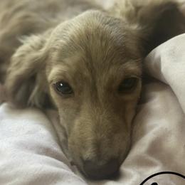 Enola - Dachshund