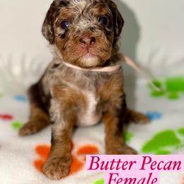 Butter Pecan - Merle female Australian Labradoodle puppy in Beecher, Illinois from Erica’s Doodles